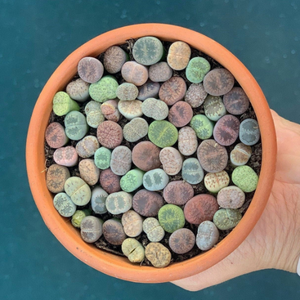 Lithops "Living Stones" - Live Exotic Plants Mix - 5, 10, 25, and 50 Pack