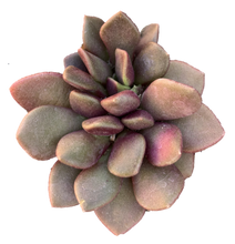 Load image into Gallery viewer, ANACAMPSEROS RUFESCENS &#39;MIMICRY PLANT&#39;