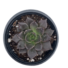 Load image into Gallery viewer, ECHEVERIA &#39;BLACK PRINCE&#39;