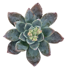 Load image into Gallery viewer, ECHEVERIA &#39;BLUE PRINCE&#39;
