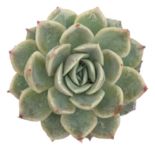 Load image into Gallery viewer, Echeveria elegans &#39;Mexican Snowball&#39;