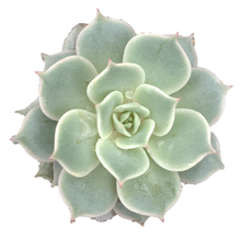Load image into Gallery viewer, ECHEVERIA &#39;LOLA&#39;