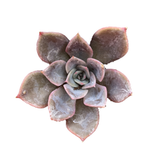 Load image into Gallery viewer, Echeveria &#39;Orion&#39;