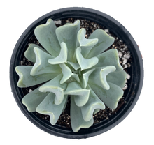 Load image into Gallery viewer, ECHEVERIA &#39;TOPSY TURVY&#39;
