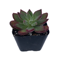 Load image into Gallery viewer, Echeveria pulvinata &#39;Ruby&#39; Succulent Cutting - Ruby Slippers
