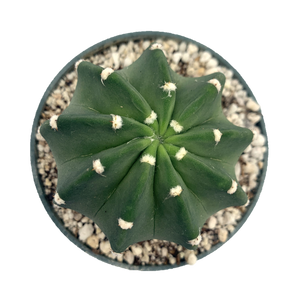 Echinopsis 'Domino Cactus'
