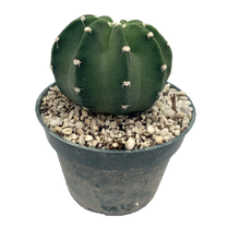 Load image into Gallery viewer, Echinopsis &#39;Domino Cactus&#39;