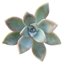Load image into Gallery viewer, GRAPTOPETALUM PARAGUAYENSE - GHOST PLANT
