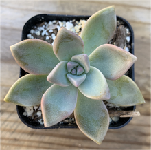 Load image into Gallery viewer, GRAPTOPETALUM PARAGUAYENSE - GHOST PLANT