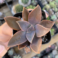 Load image into Gallery viewer, GRAPTOVERIA &#39;FRED IVES&#39;