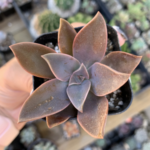 GRAPTOVERIA 'FRED IVES'