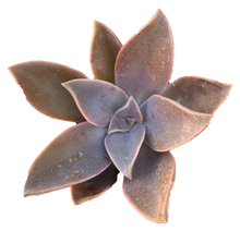 Load image into Gallery viewer, GRAPTOVERIA &#39;FRED IVES&#39;