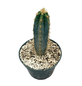 Pilosocereus Azureus 'Blue Torch Cactus'