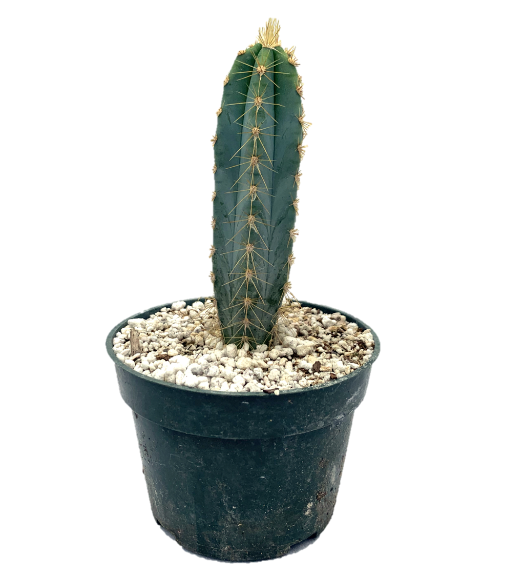 Pilosocereus Azureus 'Blue Torch Cactus'