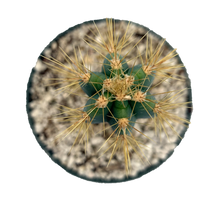 Load image into Gallery viewer, Pilosocereus Azureus &#39;Blue Torch Cactus&#39;
