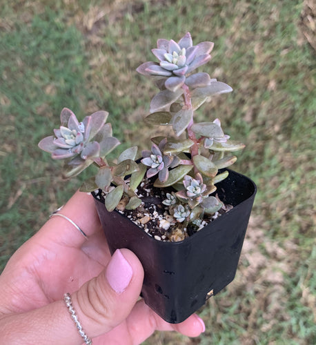 SEDEVERIA PECKERWOOD