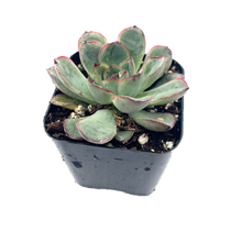 Load image into Gallery viewer, ECHEVERIA &#39;CAPTAIN HAY&#39;