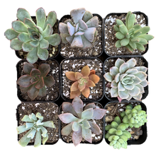 Load image into Gallery viewer, Succulent Variety Pack - 6 PACK