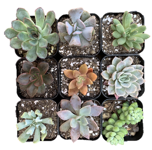 Succulent Variety Pack - 6 PACK