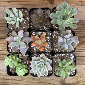 Succulent Variety Pack - 6 PACK