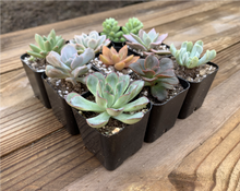 Load image into Gallery viewer, Succulent Variety Pack - 6 PACK