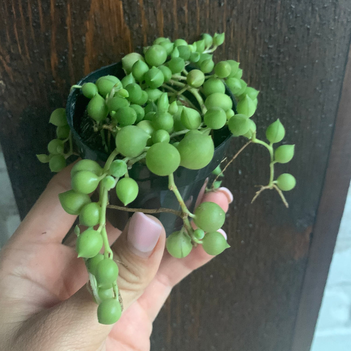 Underwatered String Of Pearls | kimtechseal.com