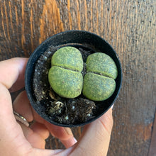 Load image into Gallery viewer, Lithops &quot;Living Stones&quot;