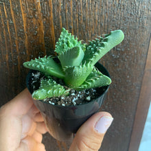 Load image into Gallery viewer, Faucaria tigrina &quot;Tiger Jaws&quot;