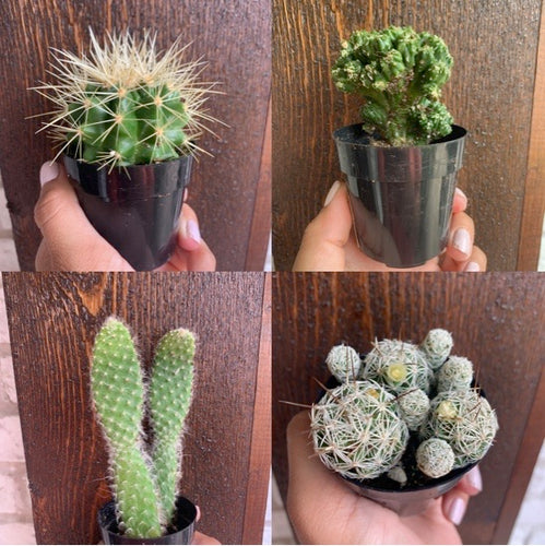 Cactus Assorted Varieties