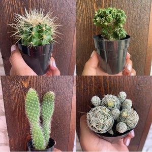 Cactus Assorted Varieties
