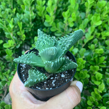 Load image into Gallery viewer, Faucaria tigrina &quot;Tiger Jaws&quot;
