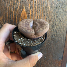 Load image into Gallery viewer, Lithops &quot;Living Stones&quot;