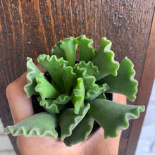 Load image into Gallery viewer, Adromischus cristatus “Key Lime Pie”