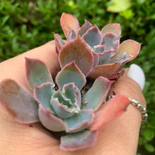 Load image into Gallery viewer, Echeveria “Neon Breakers”