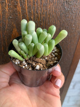 Load image into Gallery viewer, Fenestraria aurantiaca “Baby Toes”