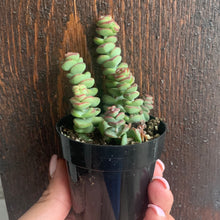 Load image into Gallery viewer, Crassula ‘Baby&#39;s Necklace&#39;