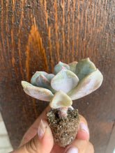 Load image into Gallery viewer, Echeveria &#39;Cubic Frost&#39;