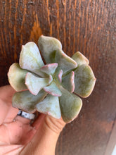 Load image into Gallery viewer, Echeveria &#39;Cubic Frost&#39;