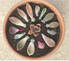 Load image into Gallery viewer, Succulent Mandala Kit