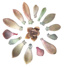 Load image into Gallery viewer, Succulent Mandala Kit